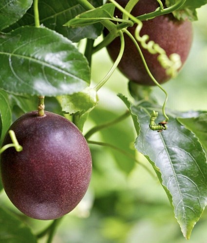 Sharp flavour with super - flavour,