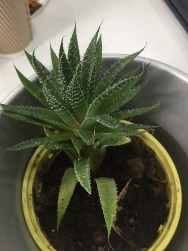 Haworthia zebra succulent - or,