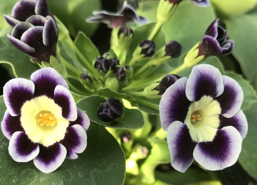Primula auricula blue yoddler - auricula,