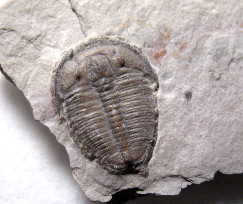 Cambrian elrathia kingi - cambrian,
