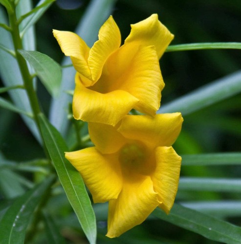 Thevetia peruviana yellow - peruviana,