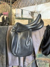 Prestige Venus K Dressage