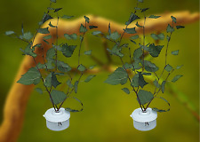 Stick Insect,Leaf Insect Cage,NEW Slimline Twig Pot Pair Keep Leaves Fresh