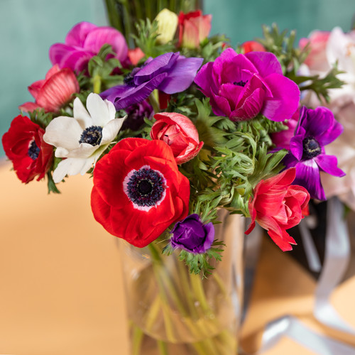 100 anemone caen mixed - 100,