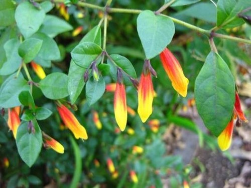 Justica jacabinia fire - , .fire