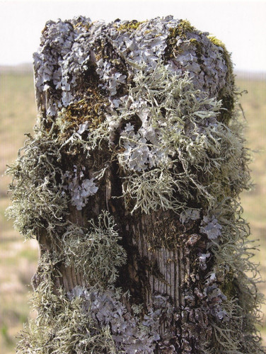 Hebridean smokehouse lichen - hebridean,