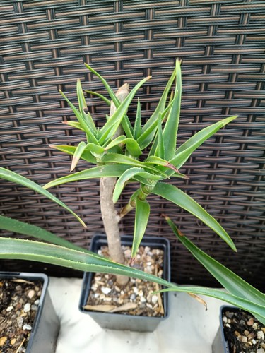 Aloe striatula succulent plant - aloe,