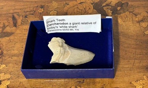 Shark tooth carcharodon - shark,