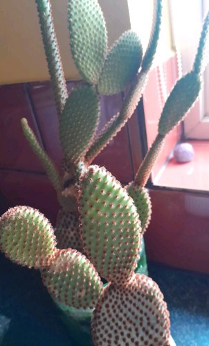 Opuntia microdasys cacti bunny - microdasys,