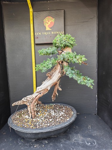 Tanuki needle juniper bonsai - tanuki,