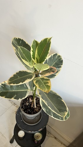 Variegated rubber plant - plant, ficus
