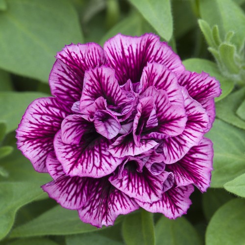 Hanging basket flowers - flowers, petunia