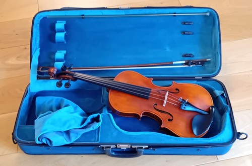 Stentor elysia viola - stentor, 15.5"