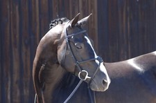 CALDENE GRACKLE MEXICAN CROSS RAISED NOSEBAND LEATHER BRIDLE & RUBBER REINS