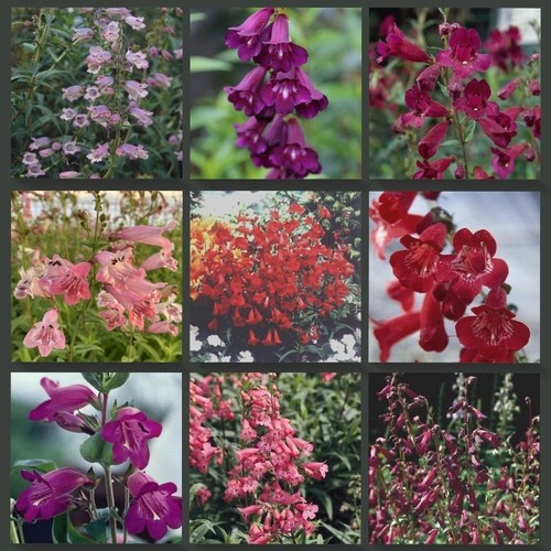 Beardtongues penstemon - beardtongues,