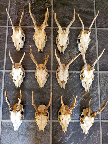 Deer skull with antlers - skull,
