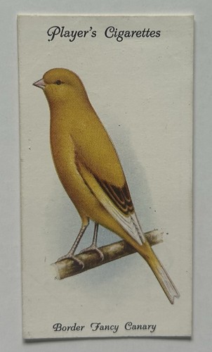 Player aviary birds - aviary, 7