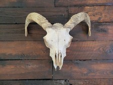 Ram sheep Taxidermy Skull With