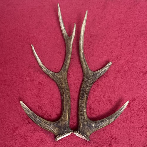 Pair sika deer - pair,