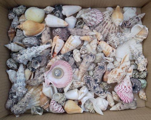 1kg mixed sizes species - sizes, grades
