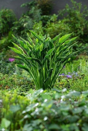 Hosta praying hands 9cm - hosta, pots