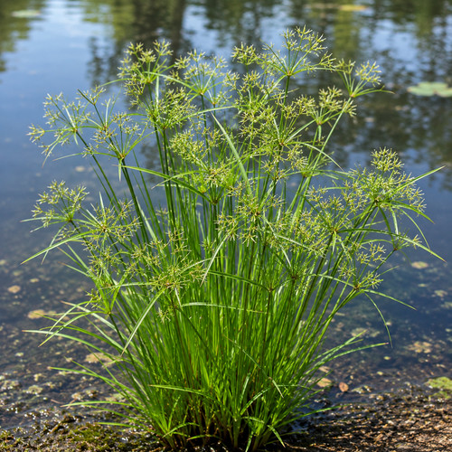Cyperus eragrostis pond - cyperus,