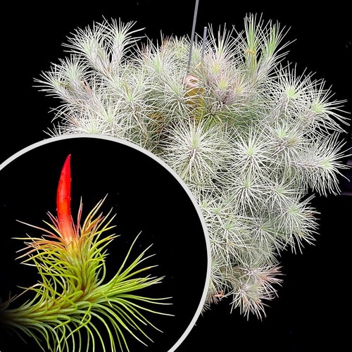 Funkiana tillandsia airplant - funkiana,