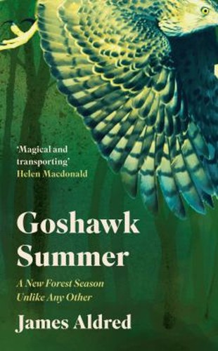 Goshawk summer new forest - goshawk,