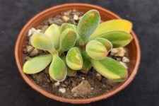Crassula rogersii 'Variegated'
