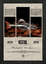 Redtail Catfish Tropical Fish Keepe Framed Wall Art Poster Canvas Print Picture