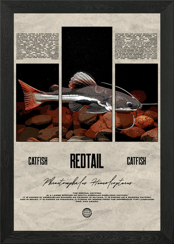 Redtail catfish tropical fish - redtail,