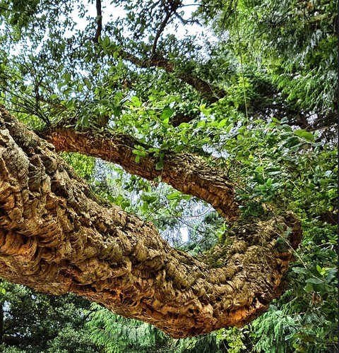 Quercus suber cork oak - suber,