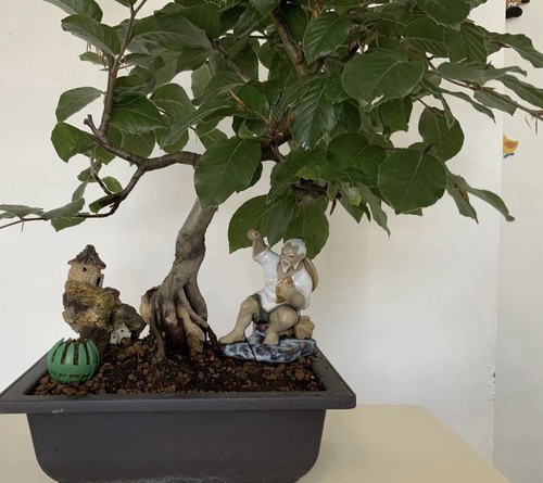 Bonsai tree european beech - tree,