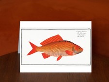 The Gold-Fish (Cyprinus