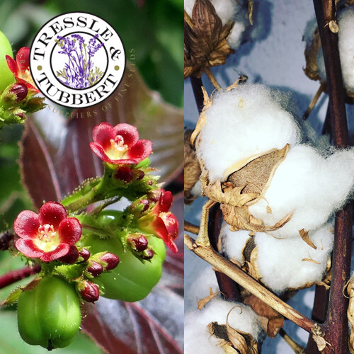 Rare bush cotton gosspium - cotton,