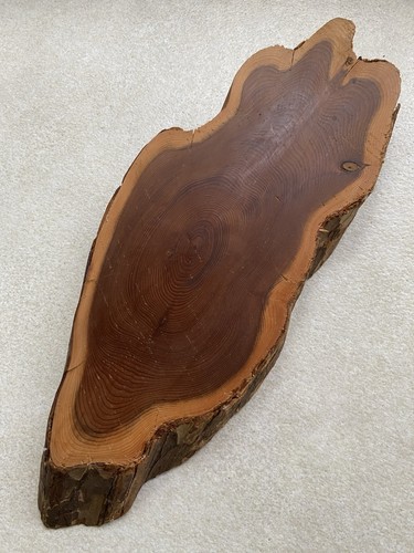 Large slice yew wood - large,