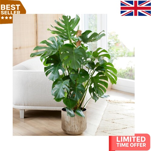 Elegant monstera swiss cheese - swiss,