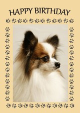 PAPILLON DOG BIRTHDAY