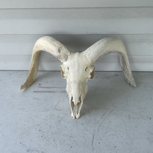 Taxidermy large goat ram - taxidermy,
