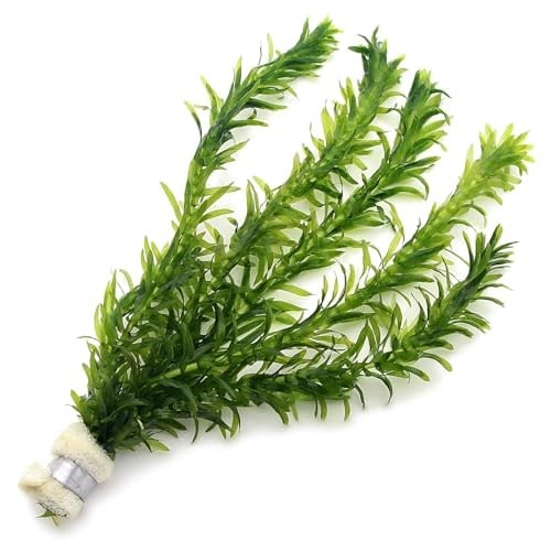 Elodea densa 1 - densa, bunch