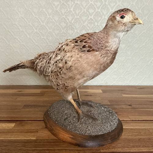 Ringneck female pheasant - ringneck,