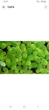 1000+ duckweed floating live