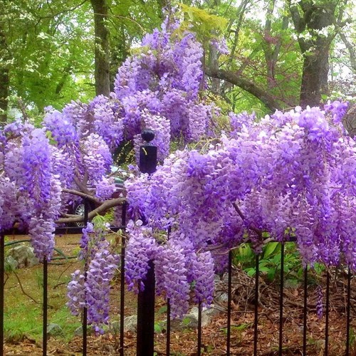 Wisteria macrostachya blue - macrostachya,