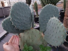 Large Opuntia Robusta X