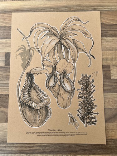 Nepenthes villosa white - nepenthes, a3