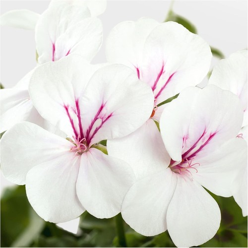 Trailing pelargonium geranium - trailing,