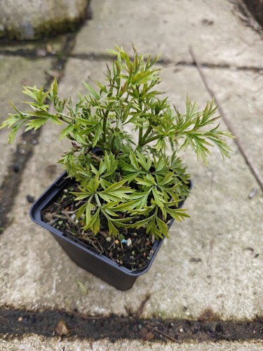 Sambucus nigra golden tower - nigra,