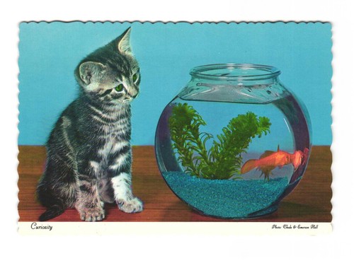 Curiosity cat looking a - at,