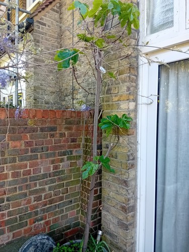Fig tree potted brown - potted,