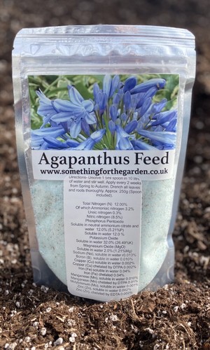 Agapanthus plant feed get - agapanthus,